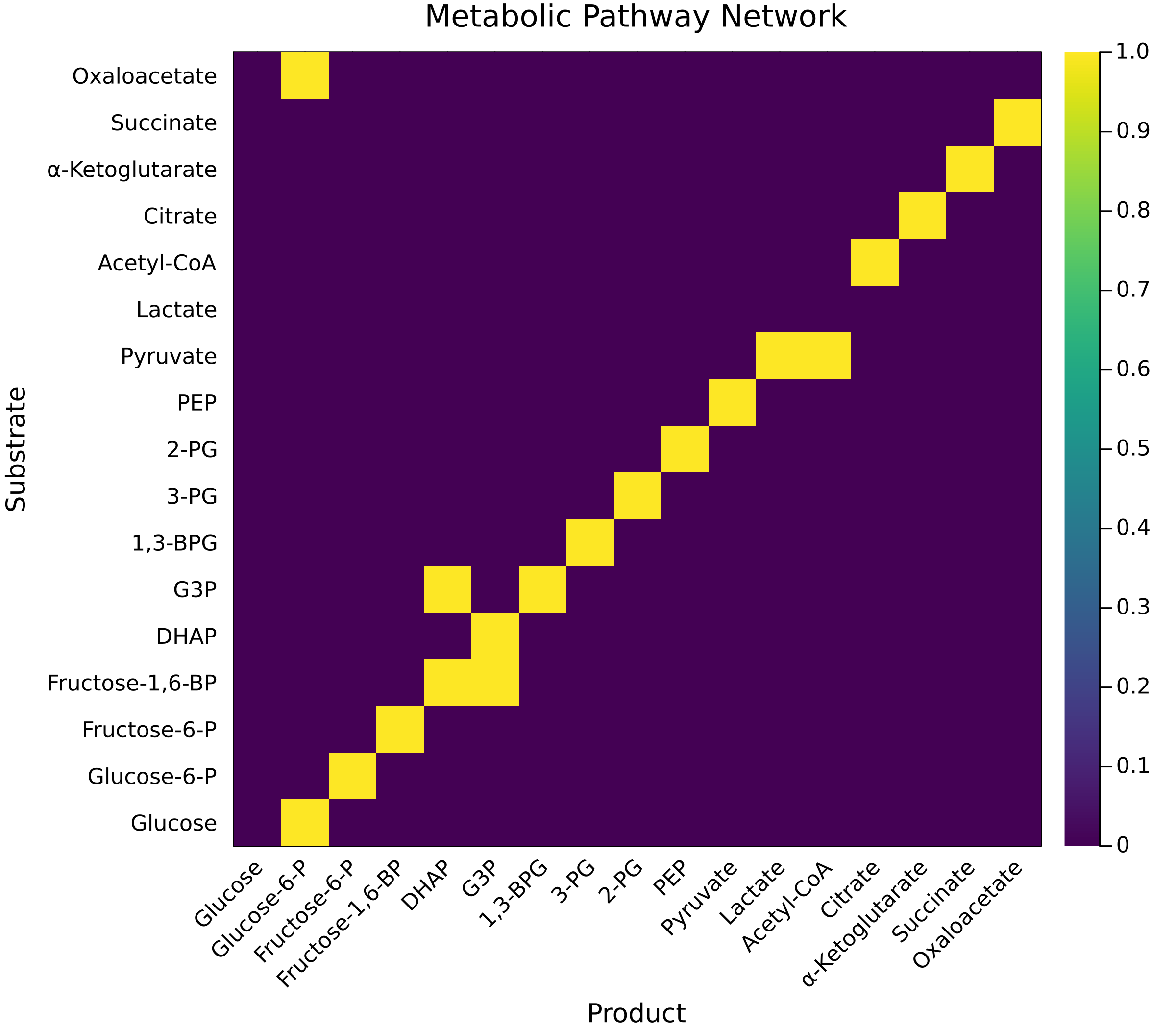 Metabolic Network